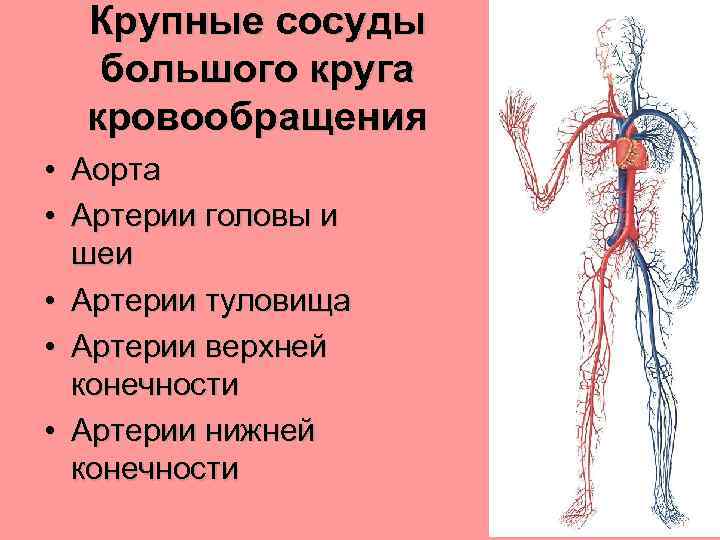Какую функцию выполняет артерия в процессе кровообращения. Магистральные сосуды большого круга кровообращения. Артерии большого круга кровообращения. Артерии большого круга кровообращения анатомия. Вены большого круга кровообращения.