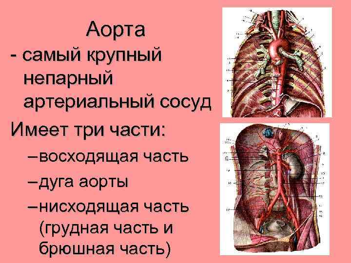 Аорта - самый крупный непарный артериальный сосуд Имеет три части: – восходящая часть –