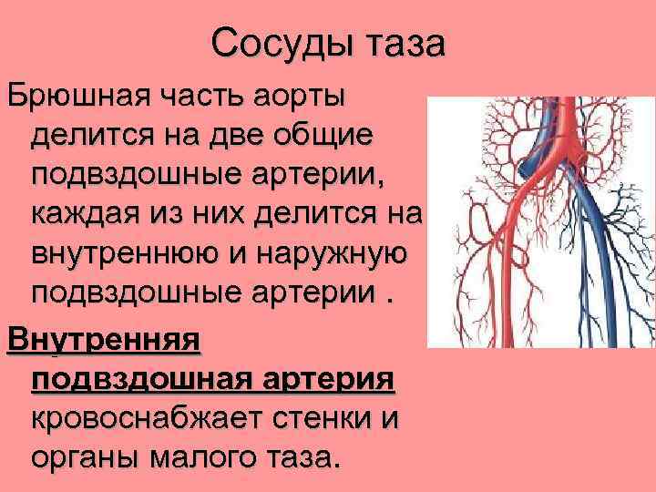 Сосуды таза Брюшная часть аорты делится на две общие подвздошные артерии, каждая из них