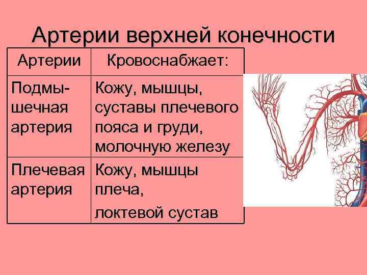 Артерии верхней конечности Артерии Подмышечная артерия Кровоснабжает: Кожу, мышцы, суставы плечевого пояса и груди,