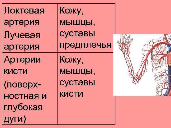 Локтевая артерия Лучевая артерия Артерии кисти (поверхностная и глубокая дуги) Кожу, мышцы, суставы предплечья