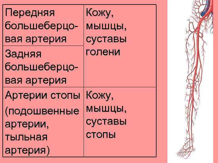 Передняя большеберцовая артерия Задняя большеберцовая артерия Артерии стопы (подошвенные артерии, тыльная артерия) Кожу, мышцы,