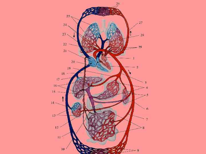 Круги кровообращения человека рисунок