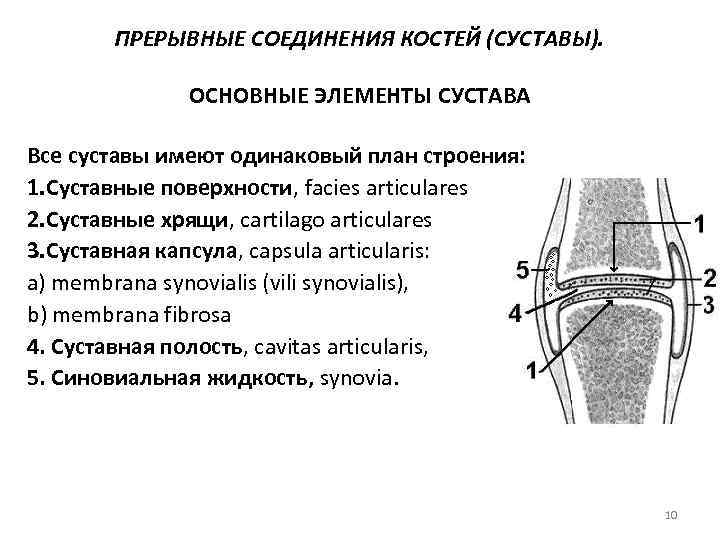 ПРЕРЫВНЫЕ СОЕДИНЕНИЯ КОСТЕЙ (СУСТАВЫ). ОСНОВНЫЕ ЭЛЕМЕНТЫ СУСТАВА Все суставы имеют одинаковый план строения: 1.