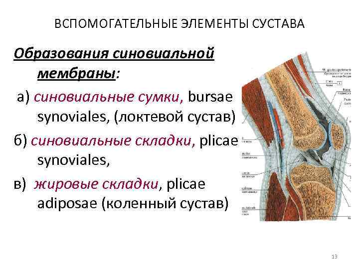 ВСПОМОГАТЕЛЬНЫЕ ЭЛЕМЕНТЫ СУСТАВА Образования синовиальной мембраны: а) синовиальные сумки, bursae synoviales, (локтевой сустав) б)