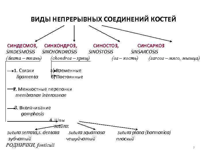 ВИДЫ НЕПРЕРЫВНЫХ СОЕДИНЕНИЙ КОСТЕЙ СИНДЕСМОЗ, СИНХОНДРОЗ, СИНОСТОЗ, СИНСАРКОЗ SINDESMOSIS SINCHONDROSIS SINOSTOSIS SINSARCOSIS (desma –