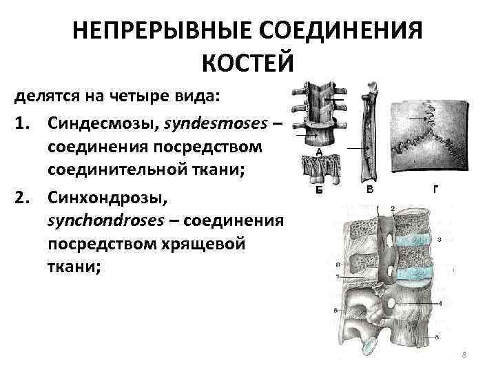 НЕПРЕРЫВНЫЕ СОЕДИНЕНИЯ КОСТЕЙ делятся на четыре вида: 1. Синдесмозы, syndesmoses – соединения посредством соединительной