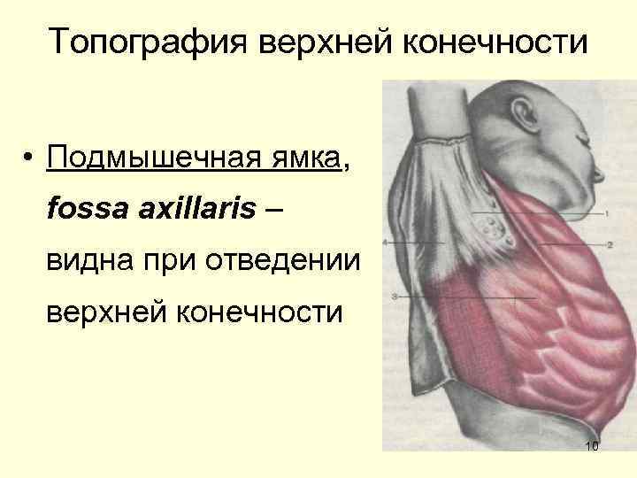 Топография верхней конечности • Подмышечная ямка, fossa axillaris – видна при отведении верхней конечности