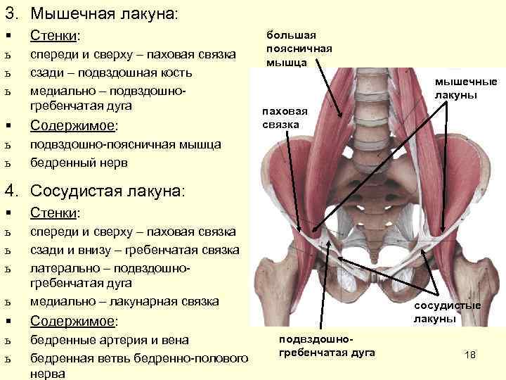 3. Мышечная лакуна: § Стенки: ь ь ь спереди и сверху – паховая связка