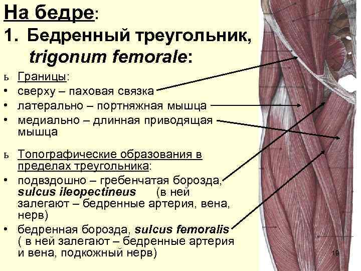 На бедре: 1. Бедренный треугольник, trigonum femorale: ь • • • Границы: сверху –