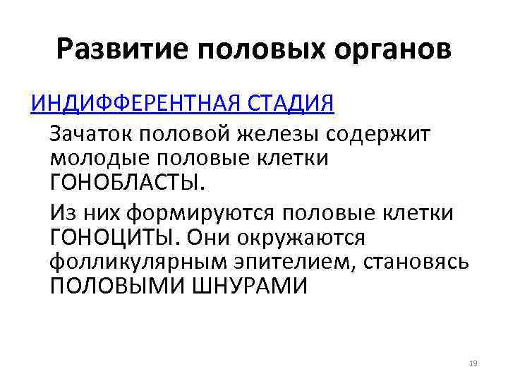 Развитие половых органов ИНДИФФЕРЕНТНАЯ СТАДИЯ Зачаток половой железы содержит молодые половые клетки ГОНОБЛАСТЫ. Из