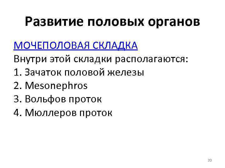 Развитие половых органов МОЧЕПОЛОВАЯ СКЛАДКА Внутри этой складки располагаются: 1. Зачаток половой железы 2.