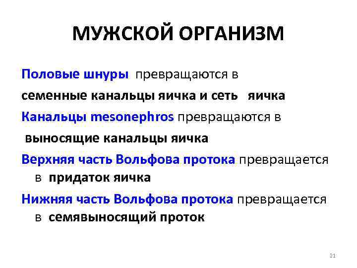 МУЖСКОЙ ОРГАНИЗМ Половые шнуры превращаются в семенные канальцы яичка и сеть яичка Канальцы mesonephros