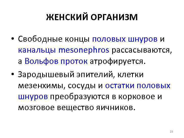 ЖЕНСКИЙ ОРГАНИЗМ • Свободные концы половых шнуров и канальцы mesonephros рассасываются, а Вольфов проток