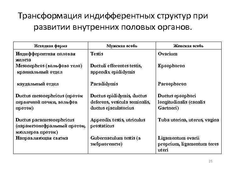 Трансформация индифферентных структур при развитии внутренних половых органов. Исходная форма Мужская особь Женская особь