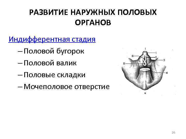 РАЗВИТИЕ НАРУЖНЫХ ПОЛОВЫХ ОРГАНОВ Индифферентная стадия – Половой бугорок – Половой валик – Половые