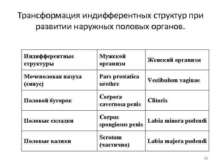 Трансформация индифферентных структур при развитии наружных половых органов. Индифферентные структуры Мужской организм Женский организм