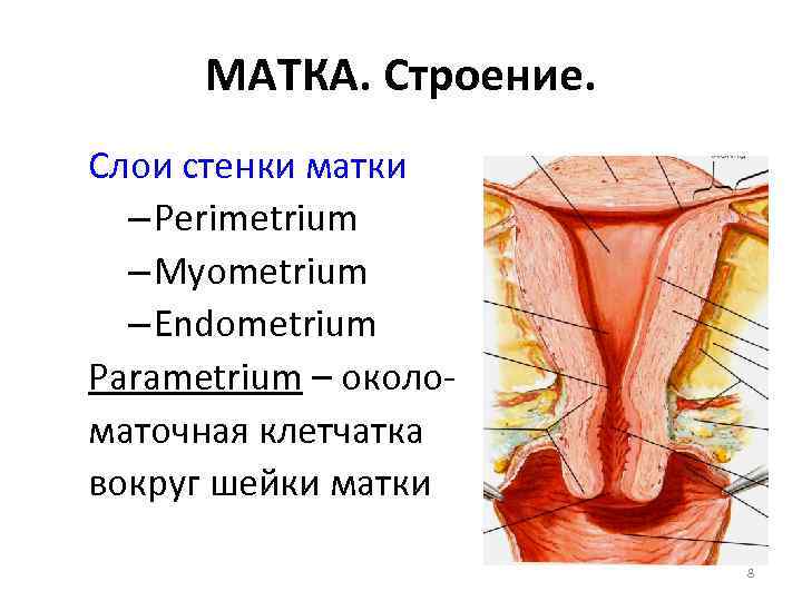 МАТКА. Строение. Слои стенки матки – Perimetrium – Myometrium – Endometrium Parametrium – околоматочная