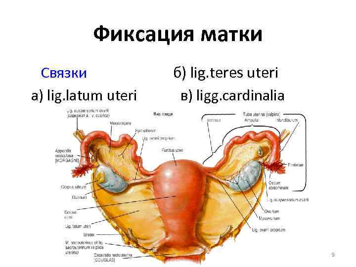 Фиксация матки Связки а) lig. latum uteri б) lig. teres uteri в) ligg. cardinalia
