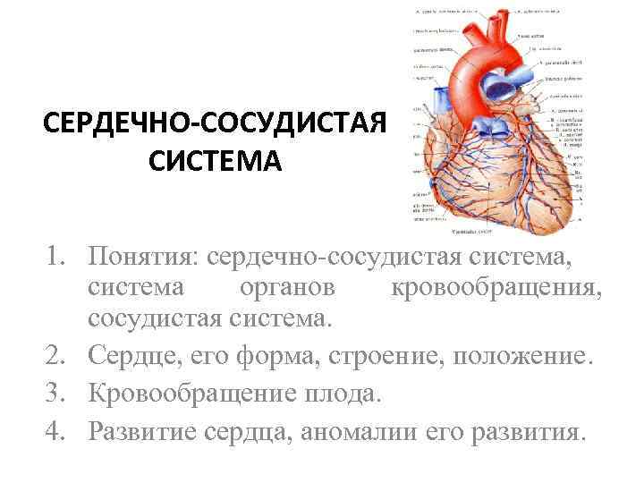 СЕРДЕЧНО-СОСУДИСТАЯ СИСТЕМА 1. Понятия: сердечно-сосудистая система, система органов кровообращения, сосудистая система. 2. Сердце, его