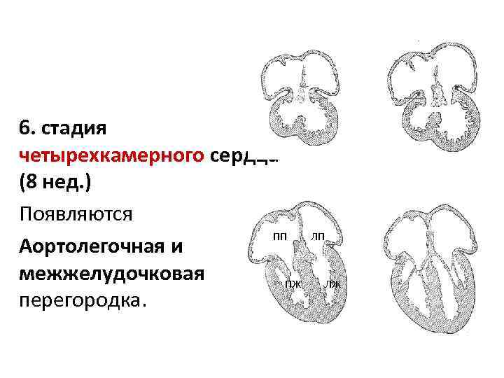6. стадия четырехкамерного сердца (8 нед. ) Появляются пп Аортолегочная и межжелудочковая пж перегородка.