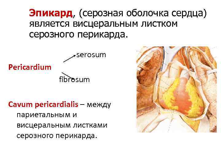 Эпикард, (серозная оболочка сердца) является висцеральным листком серозного перикарда. serosum Pericardium fibrosum Cavum pericardialis