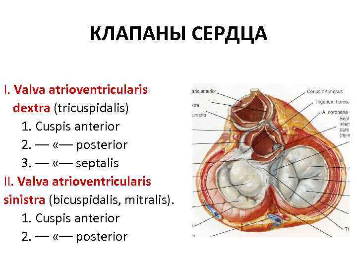 КЛАПАНЫ СЕРДЦА I. Valva atrioventricularis dextra (tricuspidalis) 1. Cuspis anterior 2. –– «–– posterior