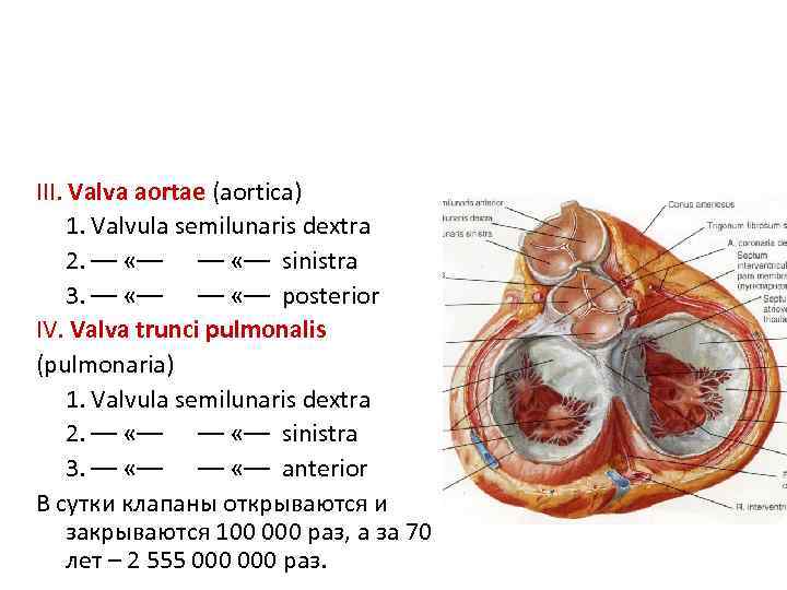 III. Valva aortae (aortica) 1. Valvula semilunaris dextra 2. –– «–– sinistra 3. ––