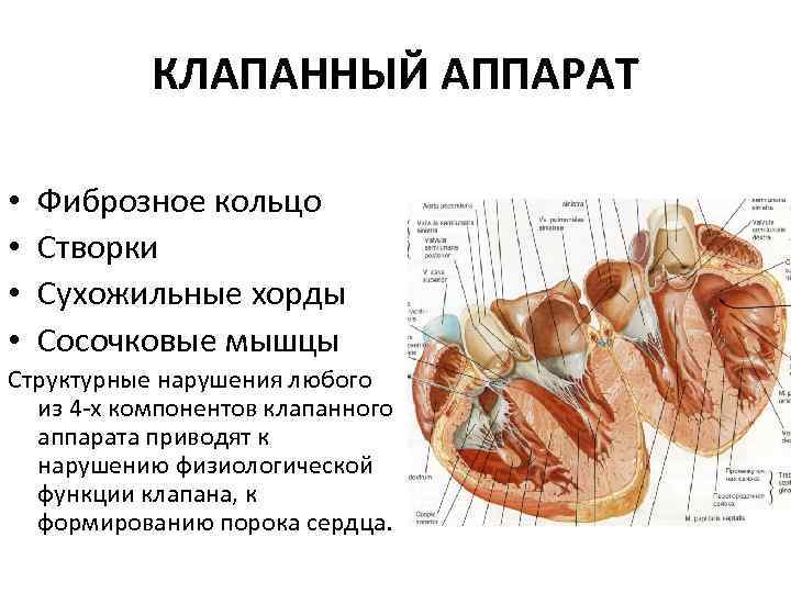 КЛАПАННЫЙ АППАРАТ • • Фиброзное кольцо Створки Сухожильные хорды Сосочковые мышцы Структурные нарушения любого