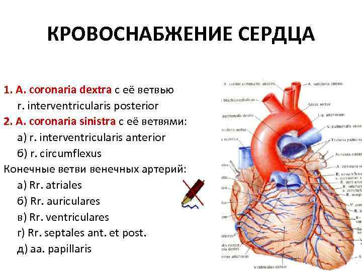 КРОВОСНАБЖЕНИЕ СЕРДЦА 1. A. coronaria dextra с её ветвью r. interventricularis posterior 2. A.