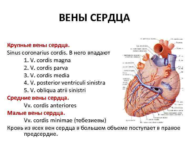 ВЕНЫ СЕРДЦА Крупные вены сердца. Sinus coronarius cordis. В него впадают 1. V. cordis