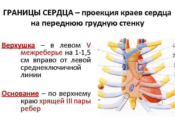 Проекция границ и клапанов сердца на грудную клетку схема