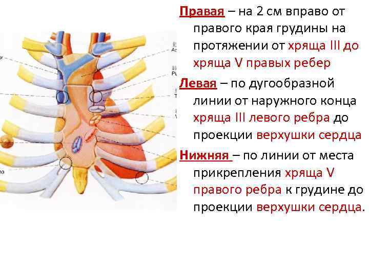 Правая – на 2 см вправо от правого края грудины на протяжении от хряща