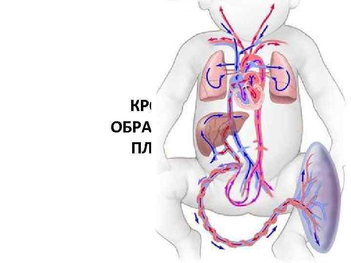 КРОВООБРАЩЕНИЕ ПЛОДА 
