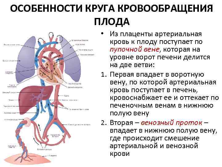 ОСОБЕННОСТИ КРУГА КРОВООБРАЩЕНИЯ ПЛОДА • Из плаценты артериальная кровь к плоду поступает по пупочной