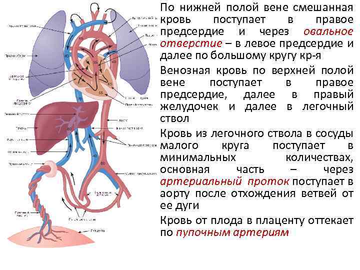 Анатомия нижней полой вены. Нижняя полая Вена образование.