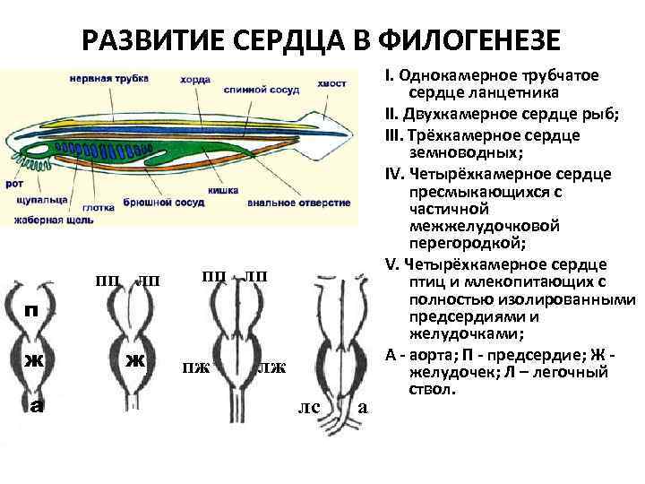 РАЗВИТИЕ СЕРДЦА В ФИЛОГЕНЕЗЕ пп лп п ж а ж пж лж лс а