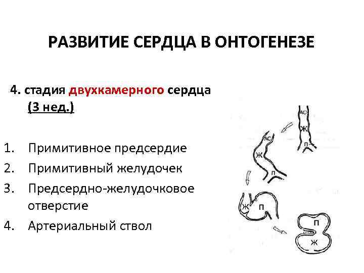 РАЗВИТИЕ СЕРДЦА В ОНТОГЕНЕЗЕ 4. стадия двухкамерного сердца (3 нед. ) 1. Примитивное предсердие