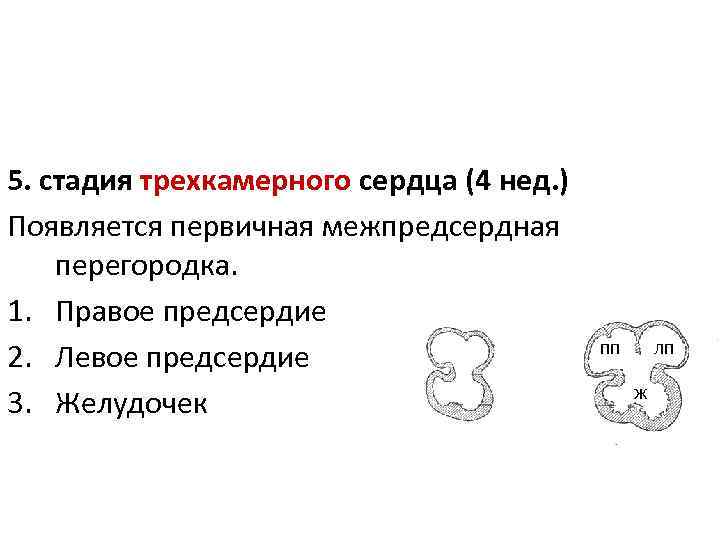 5. стадия трехкамерного сердца (4 нед. ) Появляется первичная межпредсердная перегородка. 1. Правое предсердие