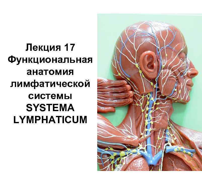 Лекция 17 Функциональная анатомия лимфатической системы SYSTEMALYMPHATICUM