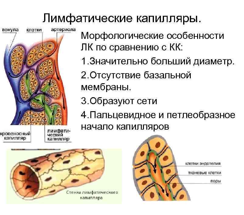 Лимфатическая система картинки анатомия