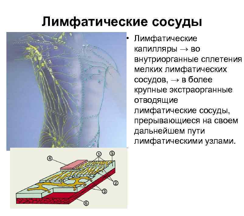 Лимф сосуды