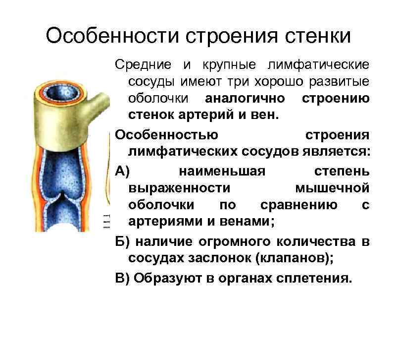 Сосуды располагаются в ответ. Строение стенки лимфатического капилляра. Особенности строения лимфатических сосудов. Строение оболочки кровеносных сосудов. Лимфатические капилляры.