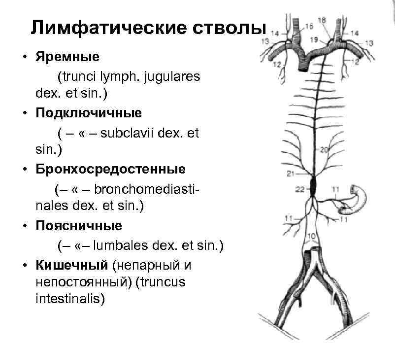 Сегменты подключичной артерии схема