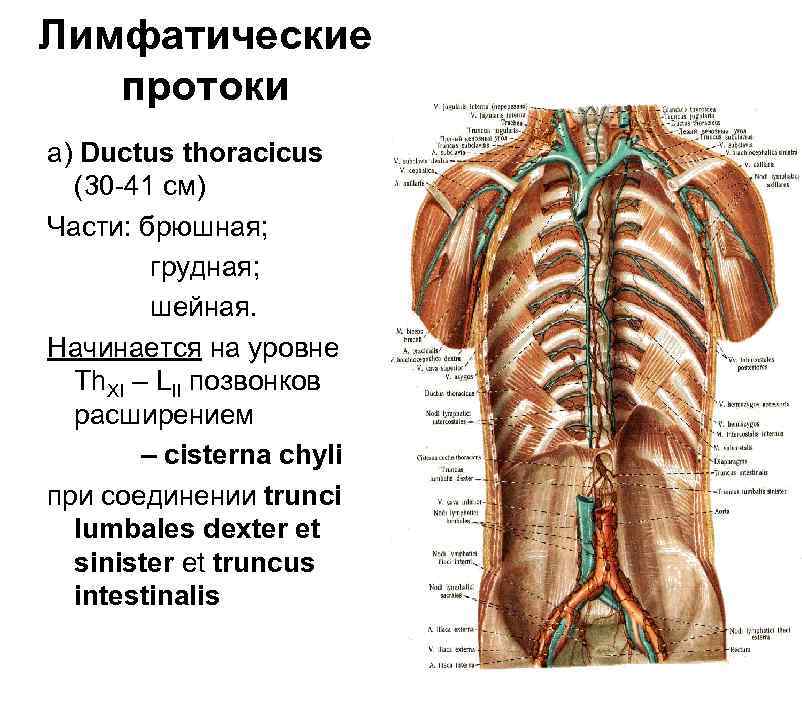 Грудной проток цистерна