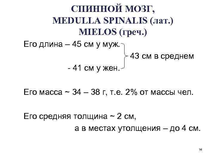 СПИННОЙ МОЗГ, MEDULLA SPINALIS (лат. ) MIELOS (греч. ) Его длина – 45 см