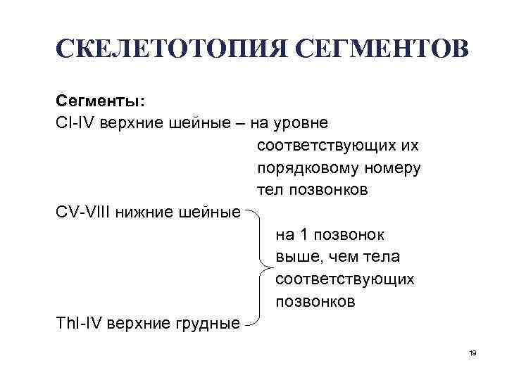 СКЕЛЕТОТОПИЯ СЕГМЕНТОВ Сегменты: CI-IV верхние шейные – на уровне соответствующих их порядковому номеру тел