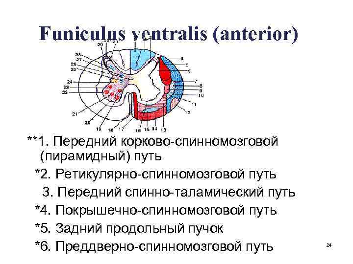 Funiculus ventralis (anterior) **1. Передний корково-спинномозговой (пирамидный) путь *2. Ретикулярно-спинномозговой путь 3. Передний спинно-таламический