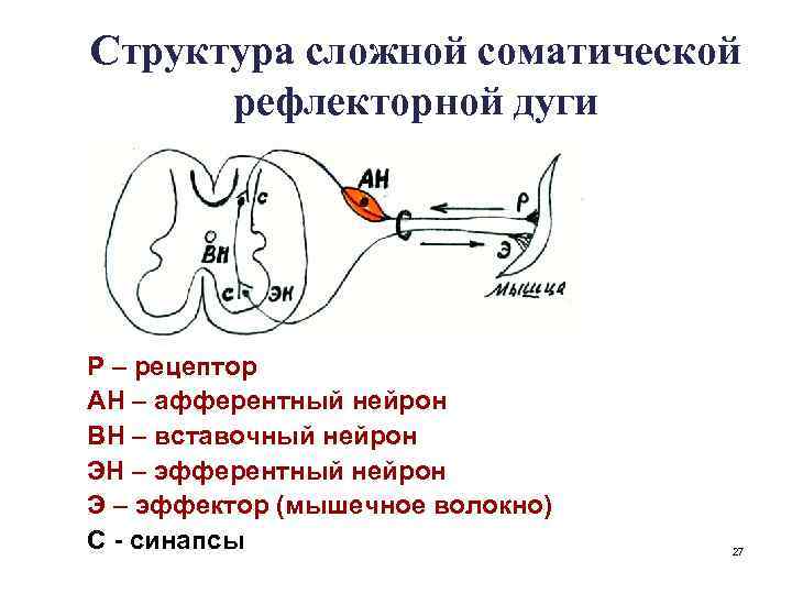 Структура сложной соматической рефлекторной дуги Р – рецептор АН – афферентный нейрон ВН –