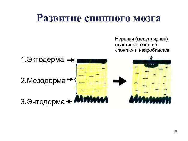 Развитие спинного мозга Нервная (медуллярная) пластинка, сост. из спонгио- и нейробластов 1. Эктодерма 2.
